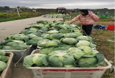 食用農(nóng)產(chǎn)品零售市場(chǎng)新觀察 品質(zhì)、渠道與消費(fèi)趨勢(shì)的嬗變