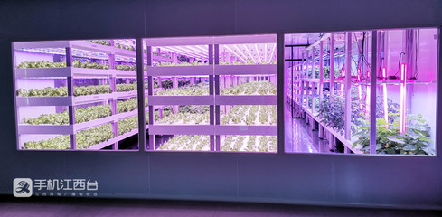 江西力源農(nóng)業(yè) 創(chuàng)新模式，將農(nóng)場(chǎng)“建在”超市，家門口的新鮮體驗(yàn)